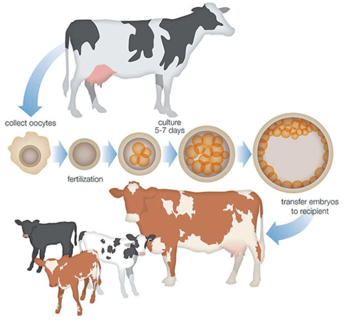 In Vitro Fertilization Wagyu365