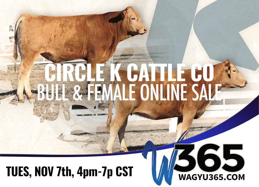 Circle K Bull & Female Online Sale