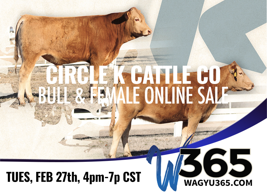 2024 Circle K Bull & Female Online Sale