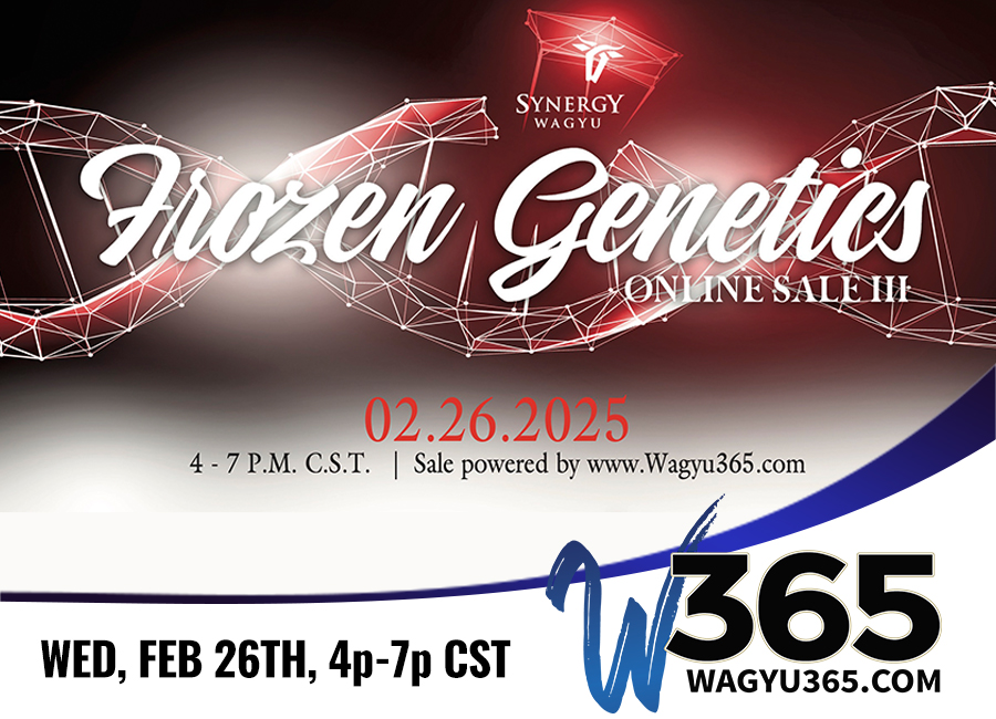 Synergy Wagyu Frozen Genetics Online Sale III