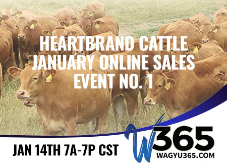 Heartbrand Cattle January Online Sales Event No. 1