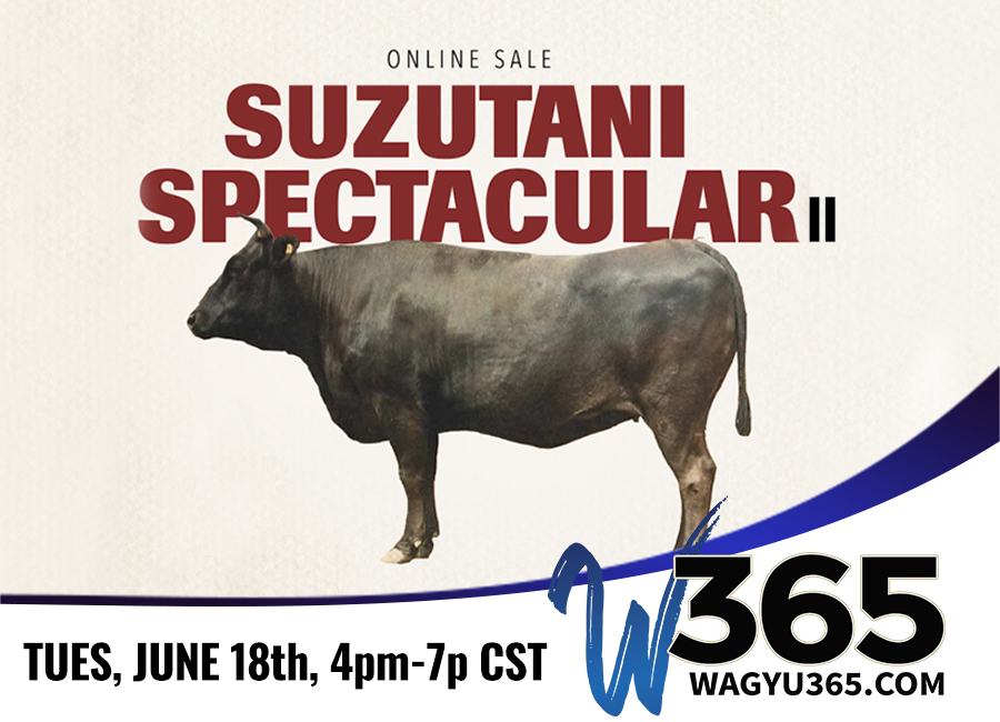 Synergy Wagyu Suzutani Spectacular Online Sale II