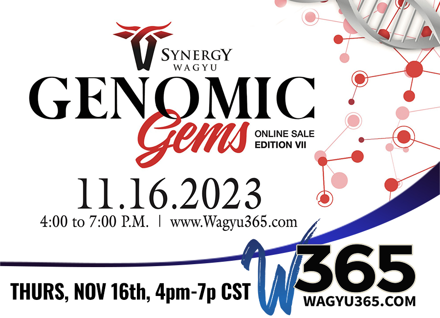 Synergy Wagyu Genomic Gems VII Online Sale