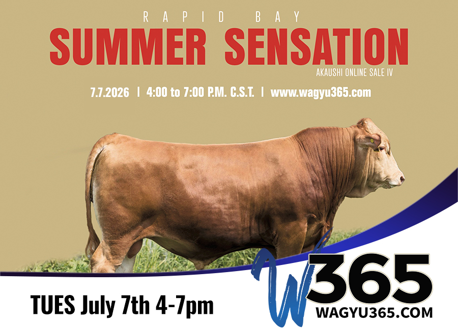 Rapid Bay Summer Sensations IV Online Sale
