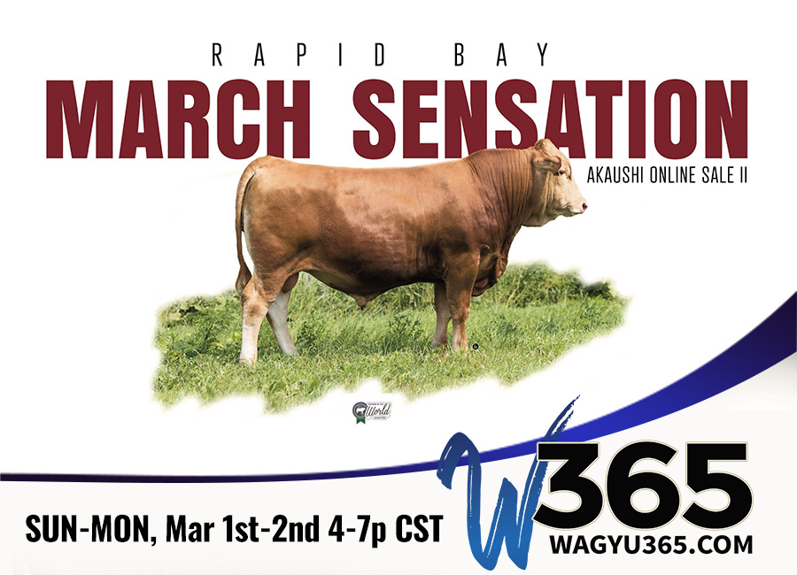 Rapid Bay March Sensation Akaushi Online Sale II