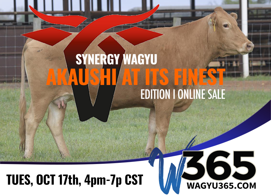 Synergy Wagyu: Akaushi at Its Finest, Edition I Online Sale