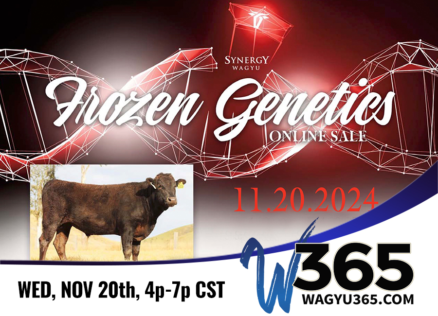 Synergy Wagyu Frozen Genetics Online Sale