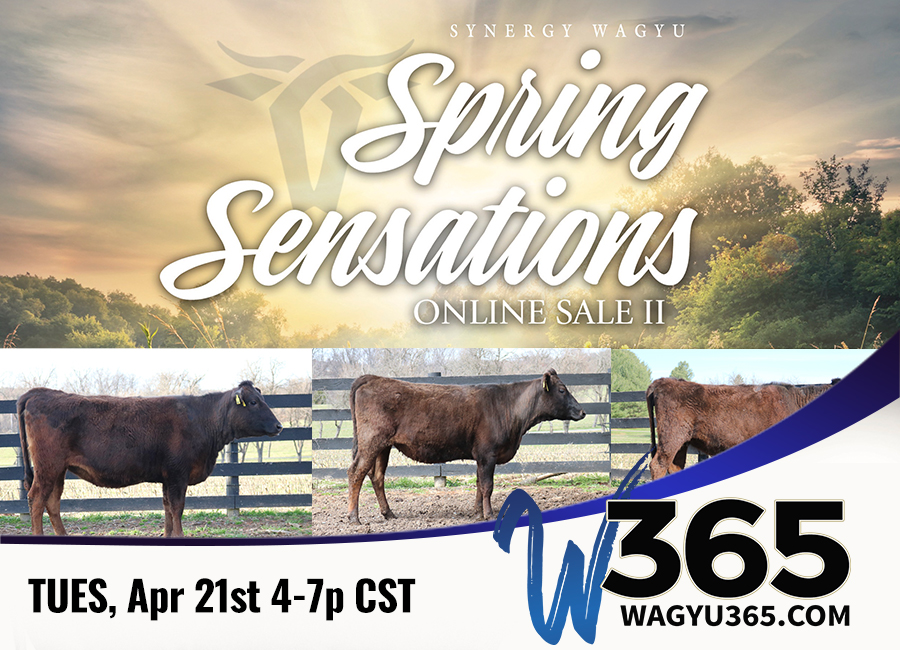 Synergy Wagyu Spring Sensations II Online Sale