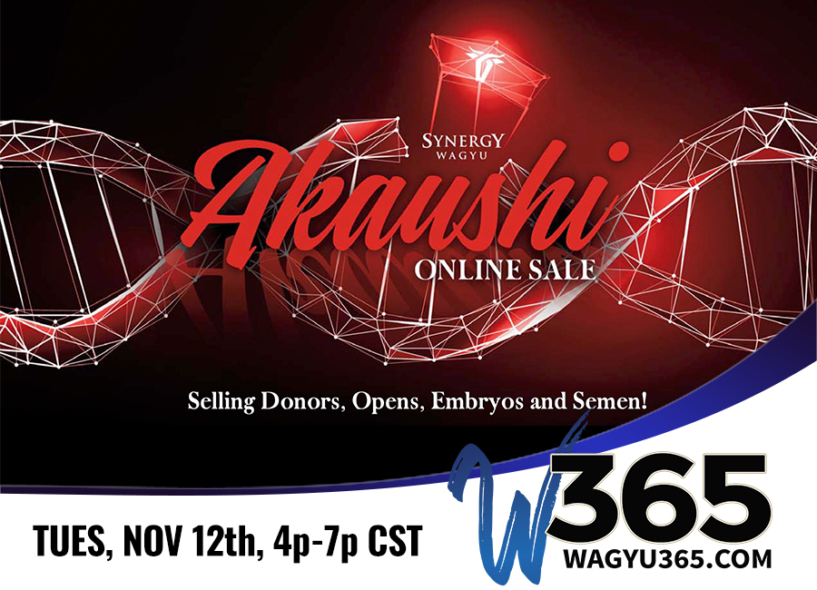 Synergy Wagyu Akaushi Online Sale