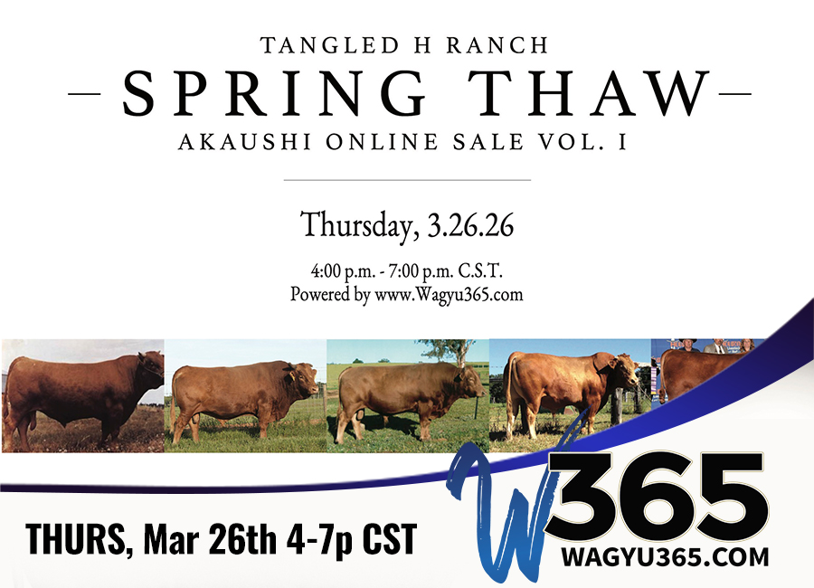 Tangled H Spring Thaw Akaushi Online Sale Vol I