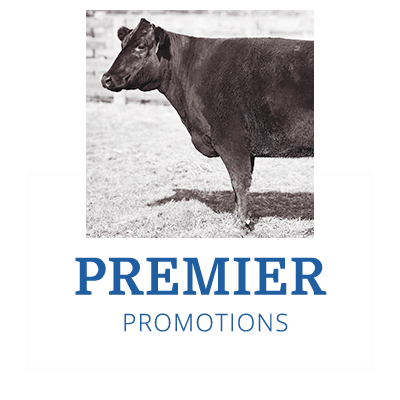 W365 Premier Promotions