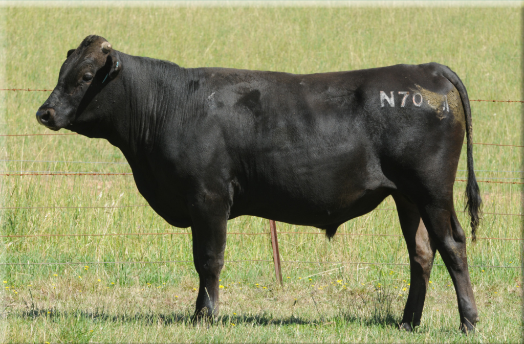 Grass Cattle Company – Wagyu365