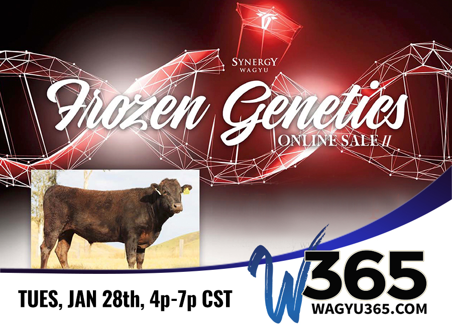 Synergy Wagyu Frozen Genetics Online Sale II