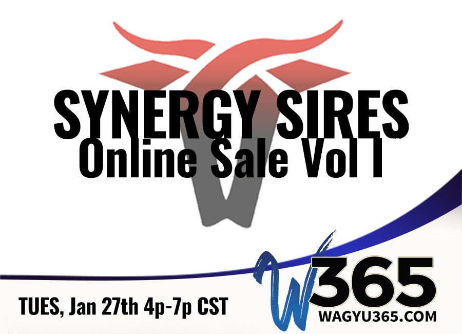 Synergy Sires Online Sale Vol 1